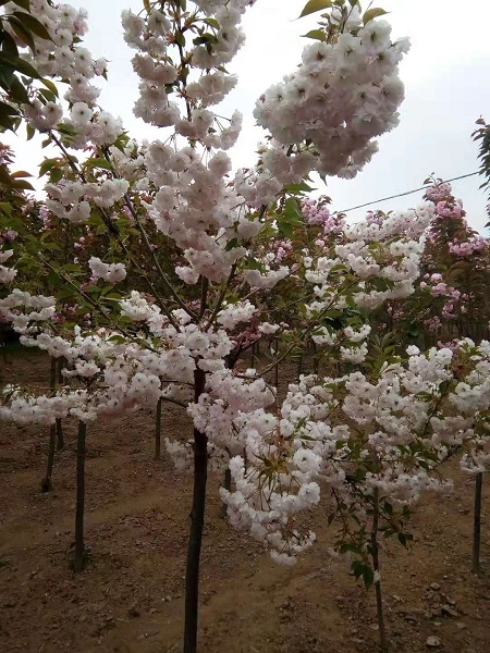 关山樱花基地 