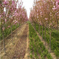 求购大岛樱花小苗%山东阳光樱花基地 