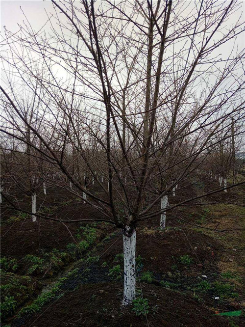 山东高干阳光樱花%大岛樱花价格 