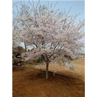 关山樱花报价 