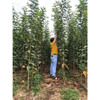 山东关山樱花基地 