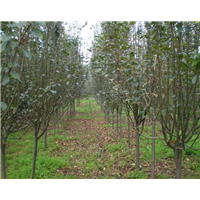 大岛樱花基地#山东大岛樱花价格 