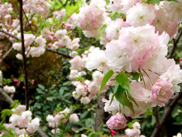 高干阳光樱花基地&阳光樱花小苗 