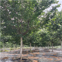 山东高杆阳光樱花基地