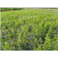 山东阳光樱花基地&高杆阳光樱花 