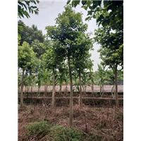 广东红果冬青-