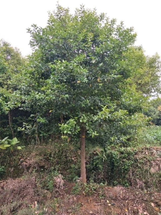 广东红果冬青7