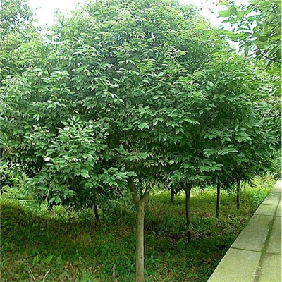 天竺桂
