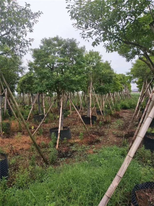 广东红果冬青@