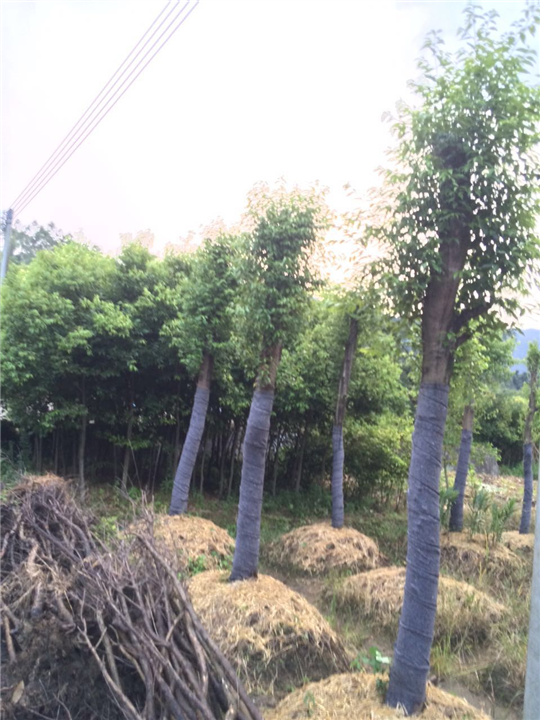 阴香天竺桂假植苗