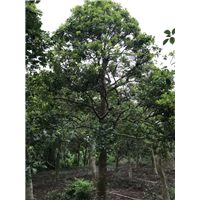广东红果冬青0