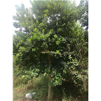 广东红果冬青&