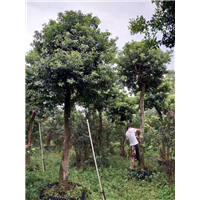 广东红果冬青..