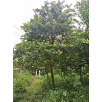 广东红果冬青9
