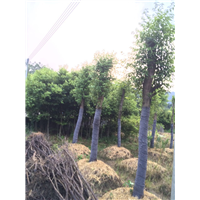 阴香天竺桂假植苗