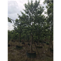 广东红果冬青8