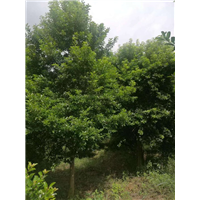 广东红果冬青