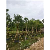 广东红果冬青苗