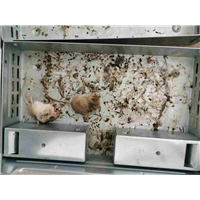 六安除虫灭鼠公司