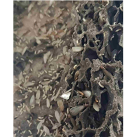 六安除虫灭鼠电话