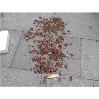 六安除虫灭鼠灭蟑螂收费号码多少