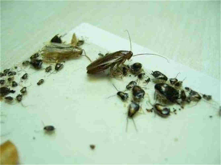 六安灭鼠电话号码