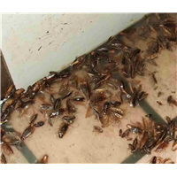 六安灭鼠电话号码多少