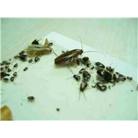 六安灭鼠电话号码
