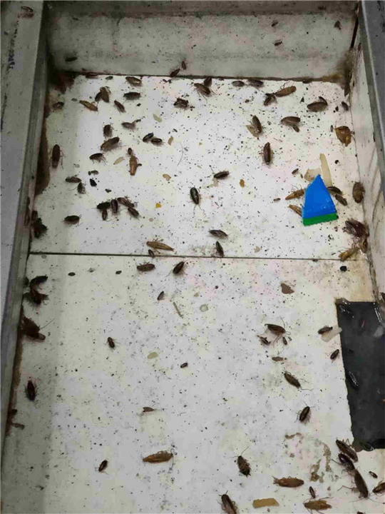 六安除虫灭鼠公司电话