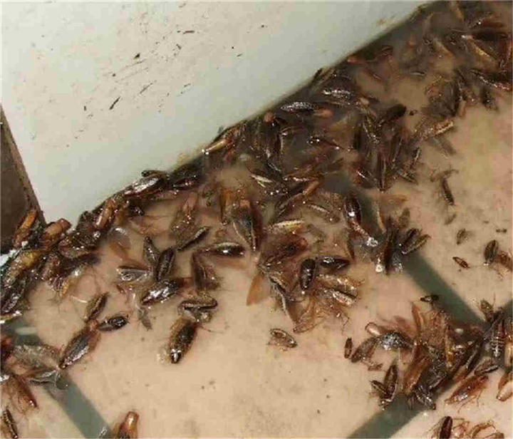 六安灭鼠电话号码多少
