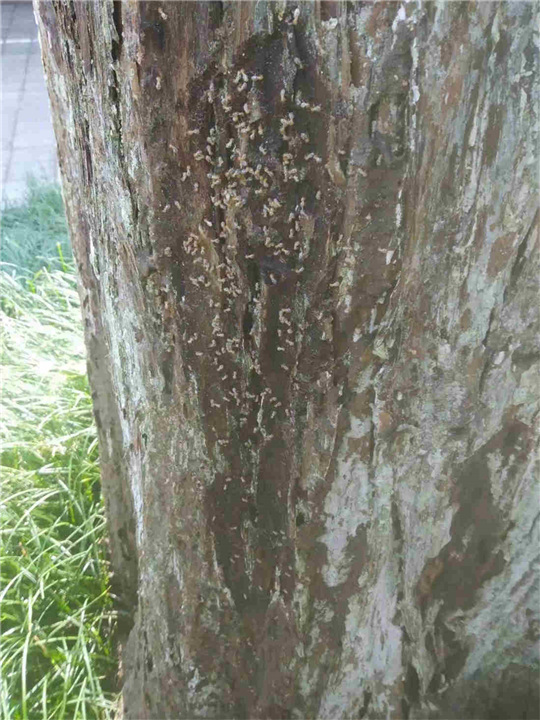六安除虫灭鼠
