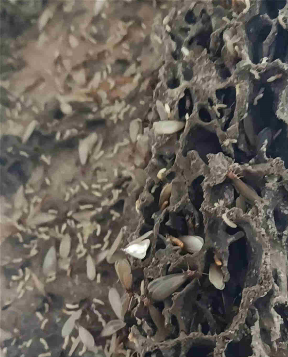 六安除虫灭鼠电话