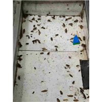 六安灭鼠电话是多少
