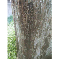 六安除虫灭鼠