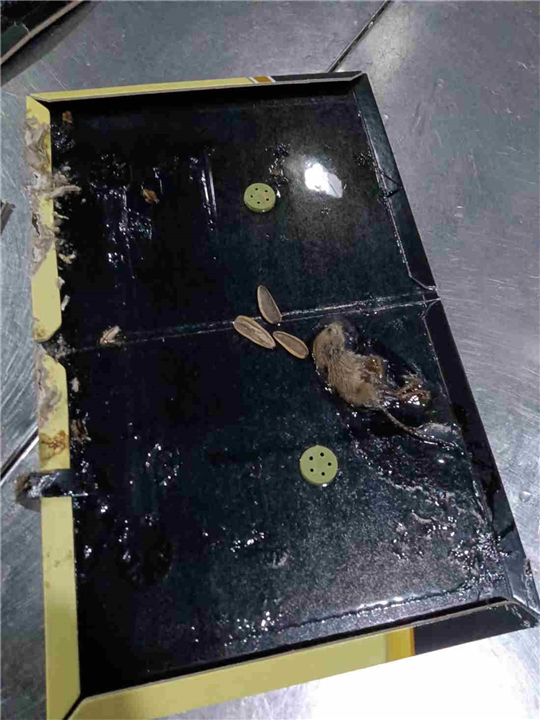 六安白蚁防治联系电话