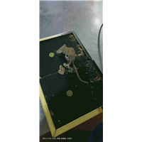 六安灭鼠消杀公司
