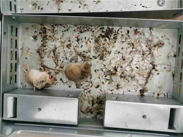 六安除虫灭鼠公司