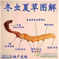 宝鸡回收冬虫夏草 