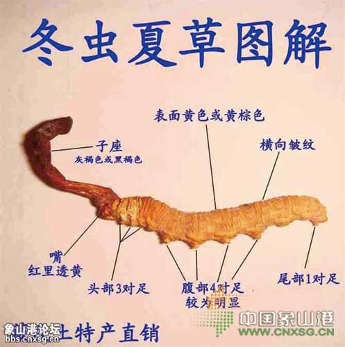 宝鸡回收冬虫夏草 