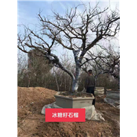 冰糖籽石榴 