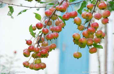 北京海棠果树批发|北京葡萄果树价格