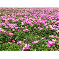 北京芍药-北京芍药基地-北京芍药生产基地 