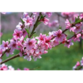 北京梅花树-北京柿子树种植基地 