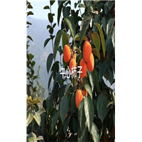 牛心柿子