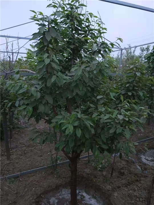 樱桃树 