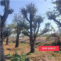 北京果树基地管理要点