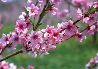 北京梅花树-北京柿子树种植基地 