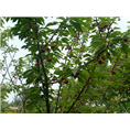 北京樱桃树苗-北京樱桃树批发-北京樱桃树种植基地 
