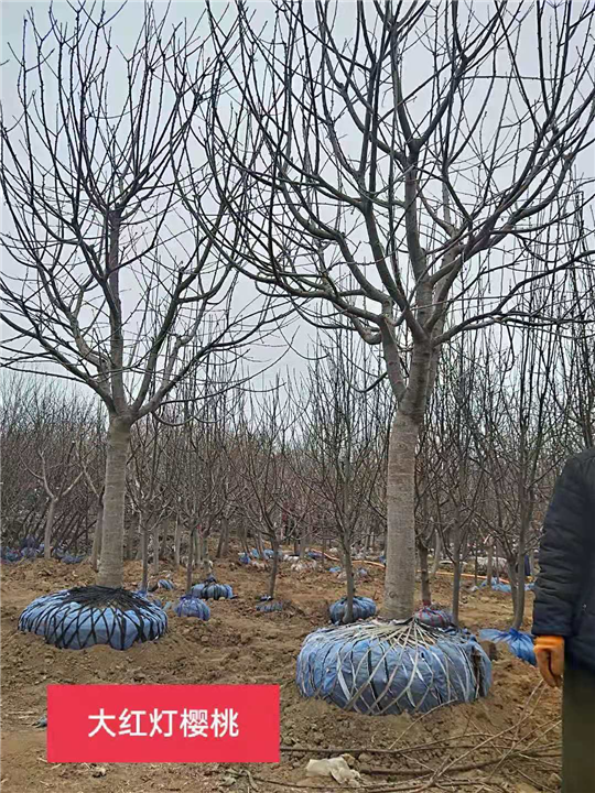 大红灯樱桃 