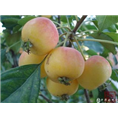 北京海棠树批发-北京海棠树基地-北京葡萄果树价格 